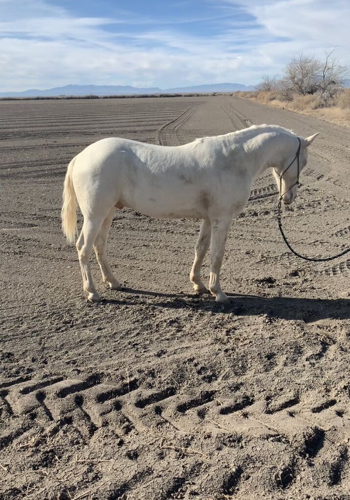 Grade stud perlino colt