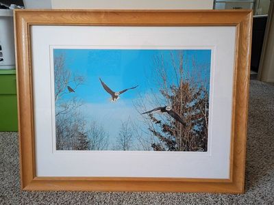 Framed Bald Eagle Nature Print Wall Art Decor