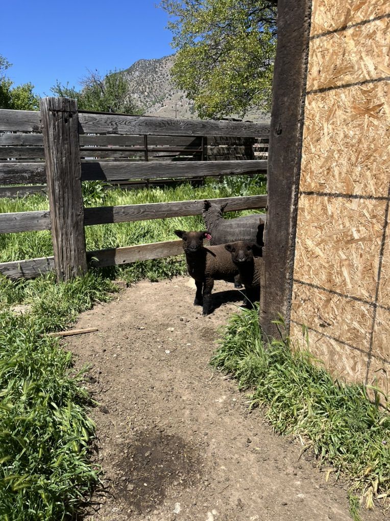 Babydoll Lambs
