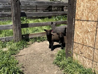 Babydoll Lambs