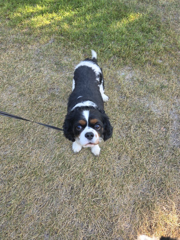 Cavalier King Charles Spaniel 