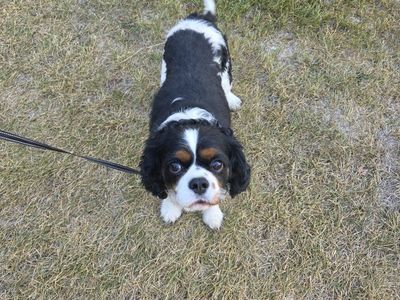 Cavalier King Charles Spaniel