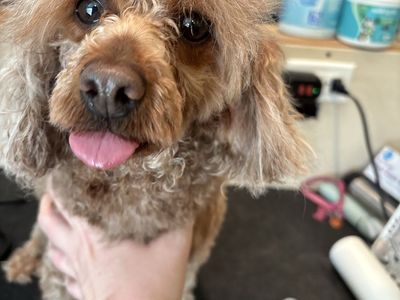 Sweetest Miniature Red Poodle Looking for Her Forever Home