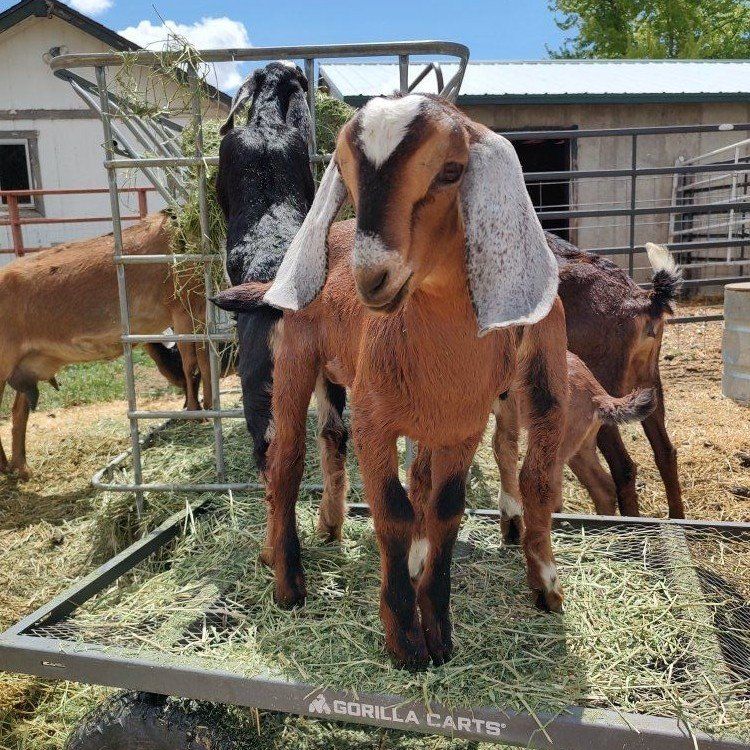 Full Nubian, Nubian/lamancha, and Mini Nubian Kids