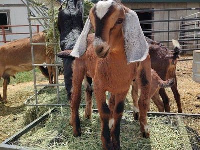 Full Nubian, Nubian/lamancha, and Mini Nubian Kids