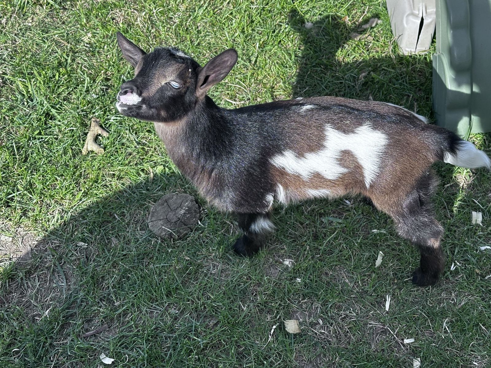 Nigerian Dwarf Doeling Bottle Baby