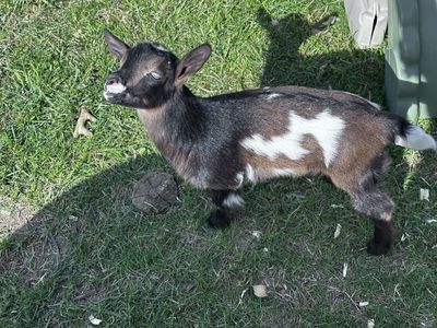 Nigerian Dwarf Doeling Bottle Baby