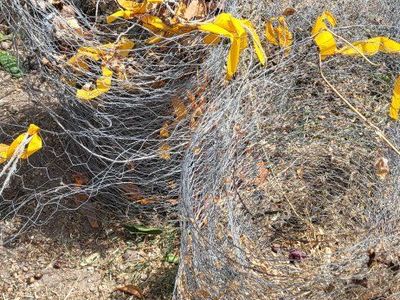 Rolls of Used Chicken Wire / Hexagonal Poultry Fencing Mesh