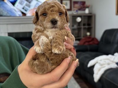 Micro Mini Goldendoodle Puppies