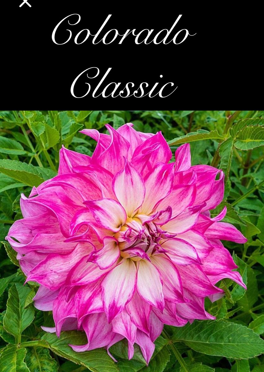 Dahliah Tubers / Flowers