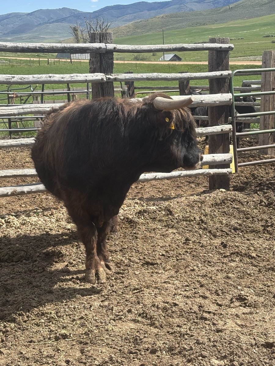 Highlander Bull