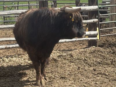 Highlander Bull