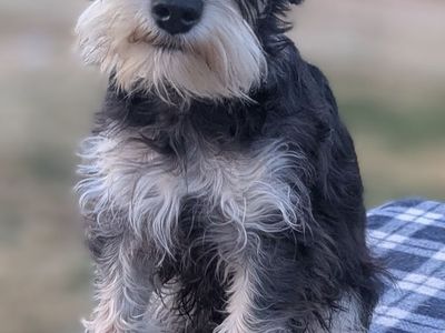 AKC Male Miniature Schnauzers House Trained Price Reduced