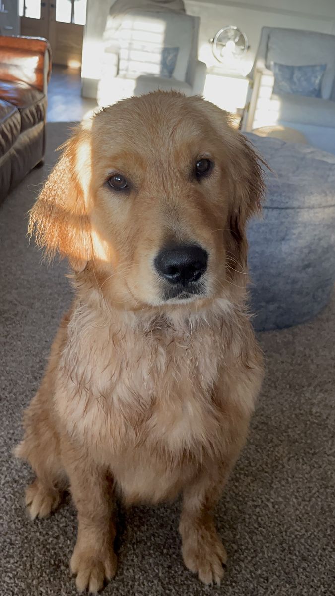 AKC Champion Golden Retriever Stud