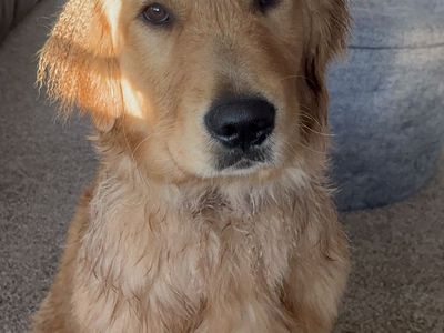 AKC Champion Golden Retriever Stud