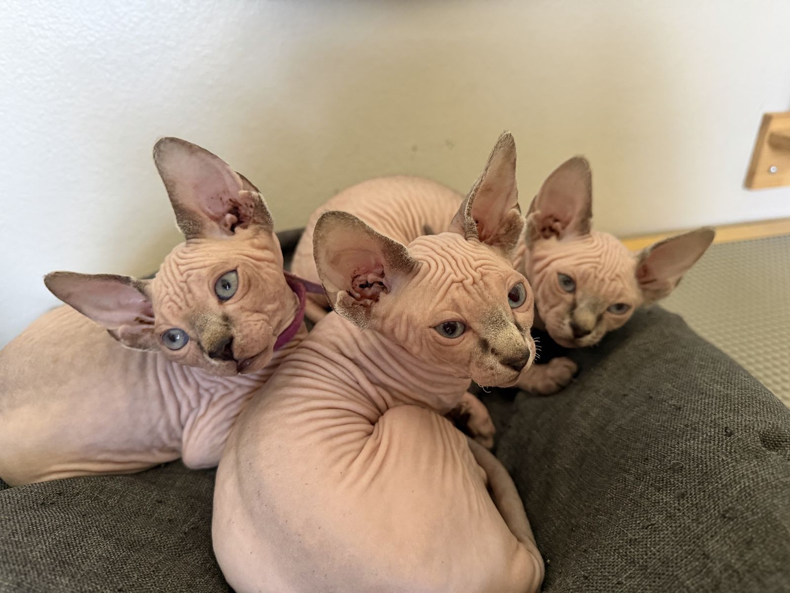 Adorable Sphynx Kittens- Ready for New Home