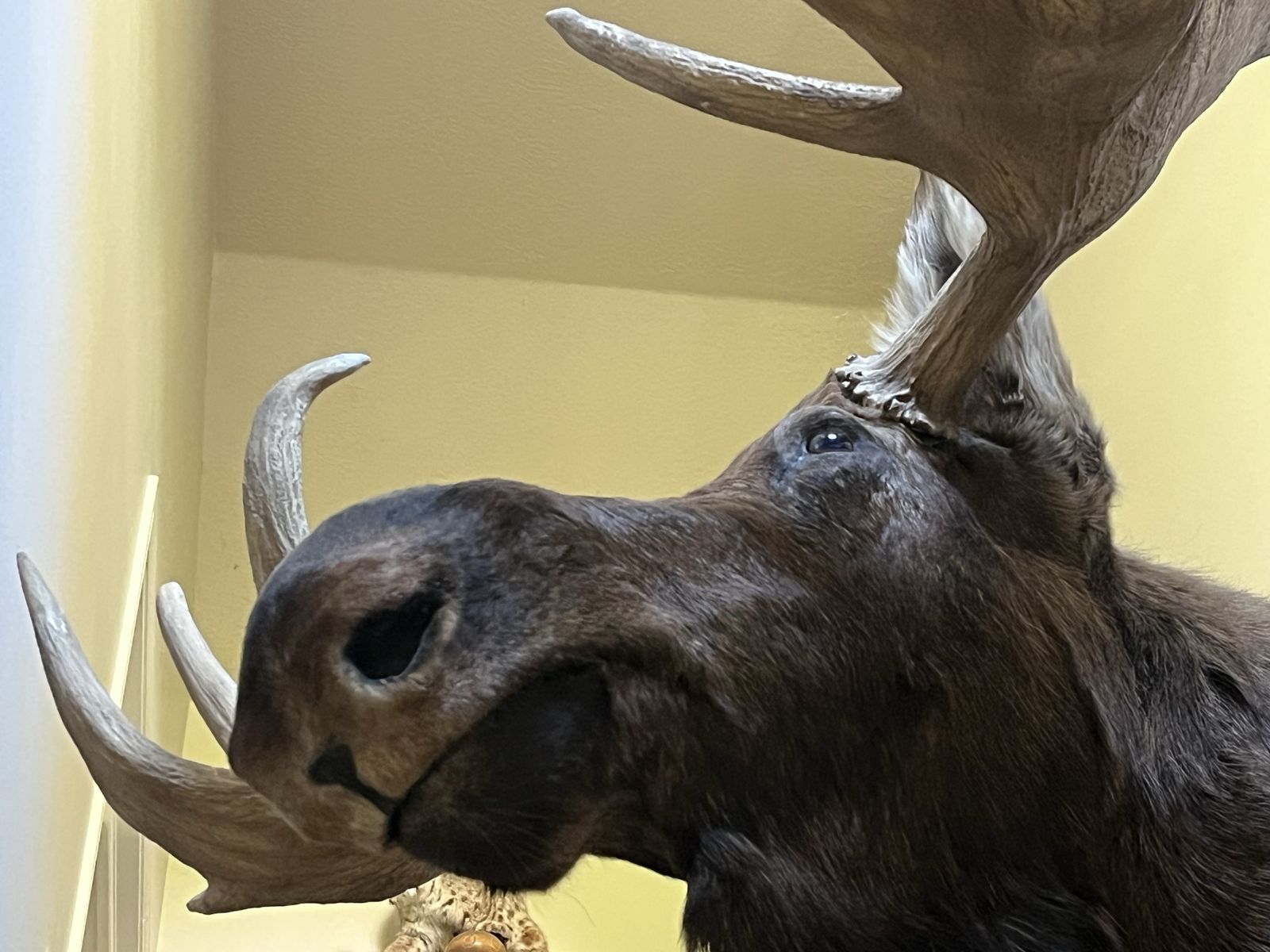 Large Canadian Moose—Shoulder Mount Taxidermy