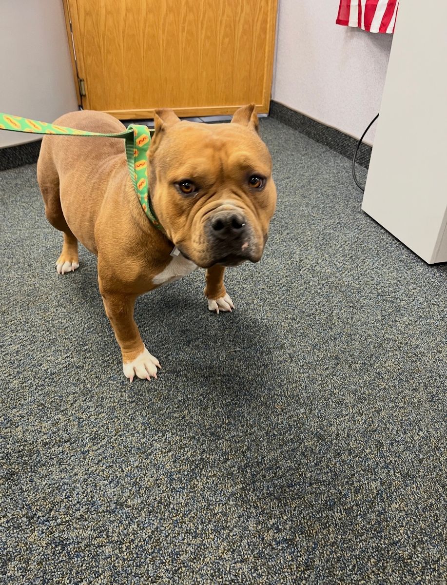 Bully Mix