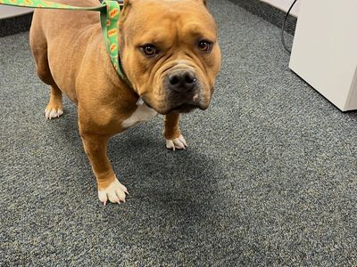 Bully Mix
