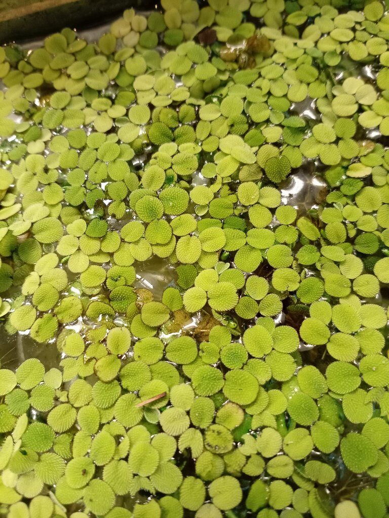 salvinia minima
