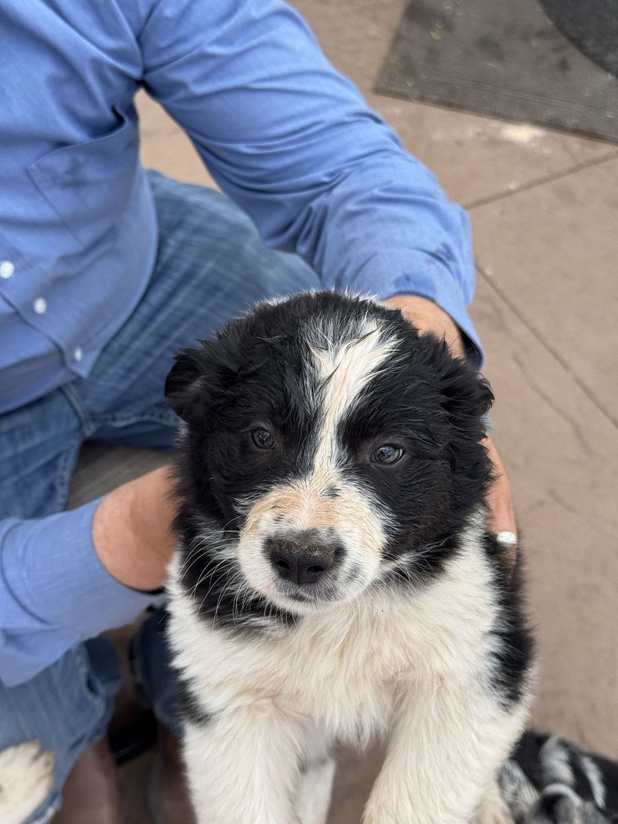 Border collie/ blue heeler puppies