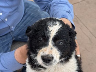 Border collie/ blue heeler puppies
