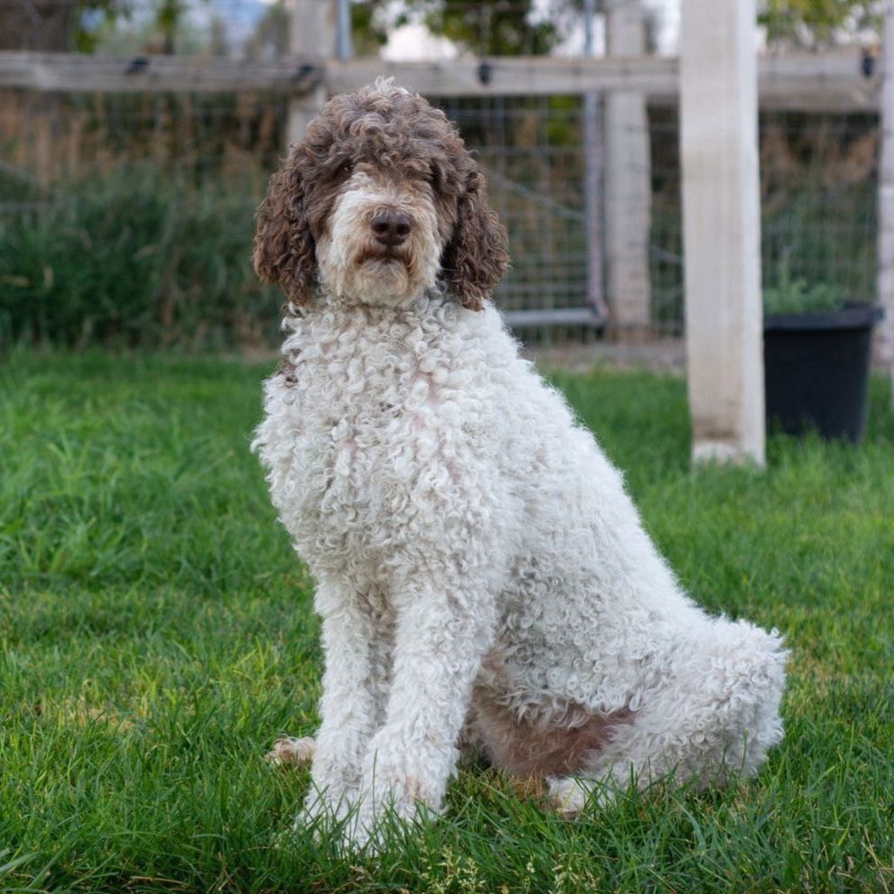 Free to the right home- Beautiful 6-Year-Old Parti Standard Poodles – Looking for Loving Homes