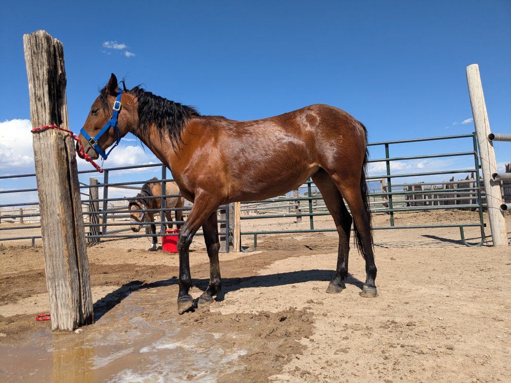 3-Year-old Bay Mare