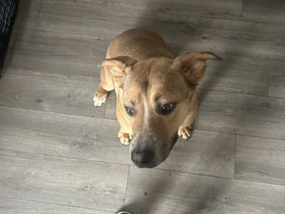 11 month pitbull mix