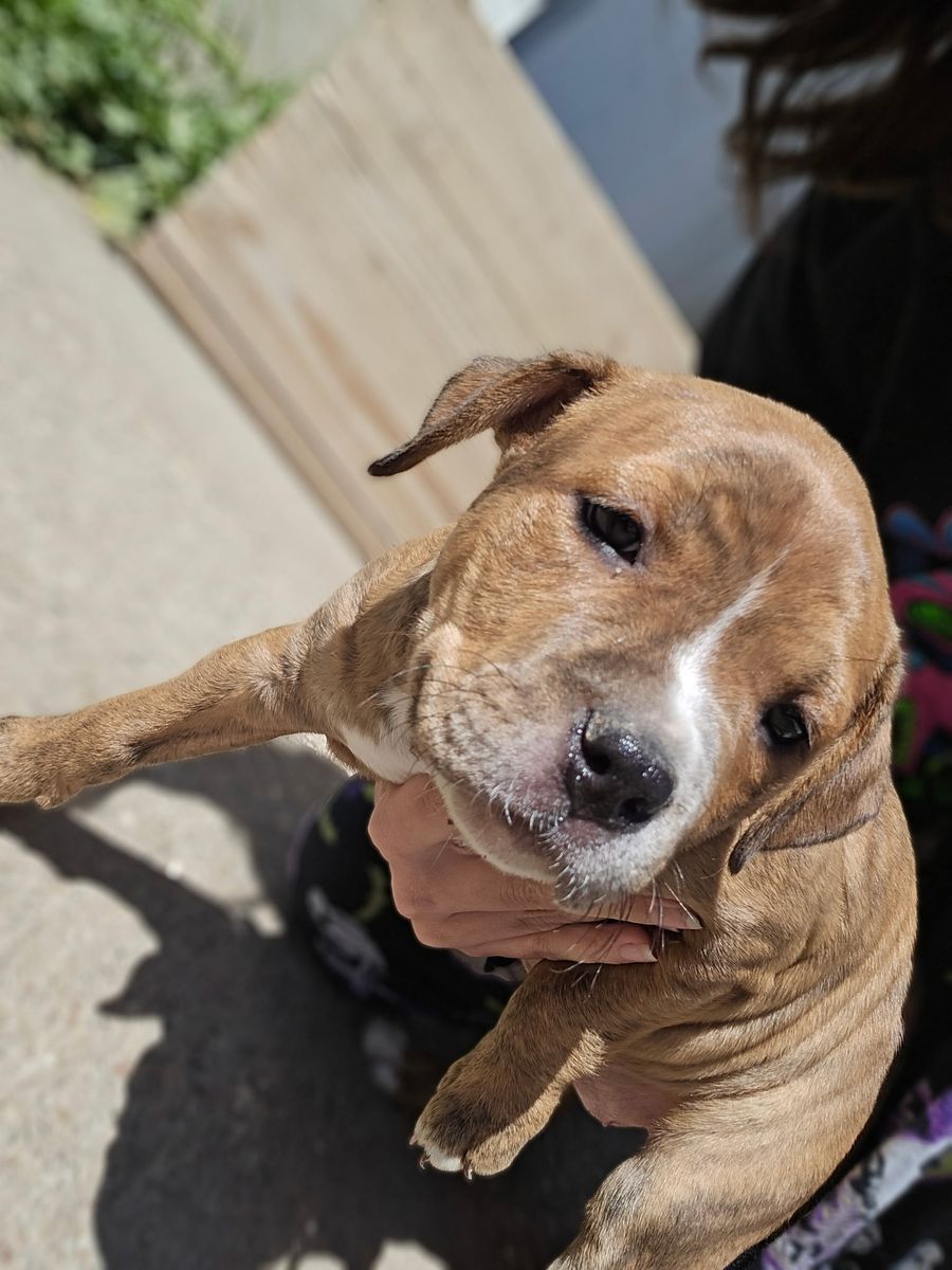 Purebred American Pit Bull Terrier Puppies