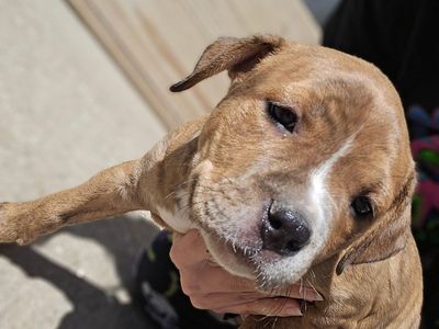 Purebred American Pit Bull Terrier Puppies