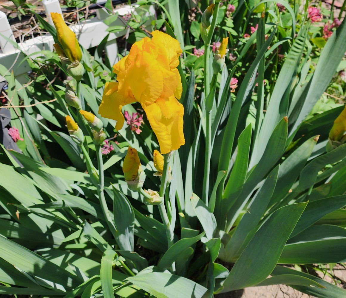 MYSTERY Bag of IRIS rizomes