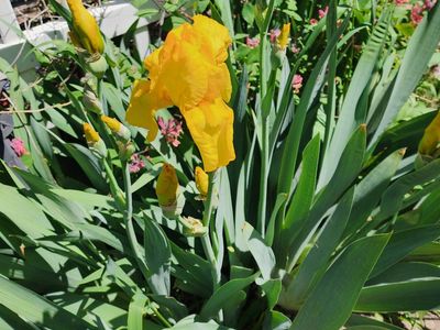 MYSTERY Bag of IRIS rizomes