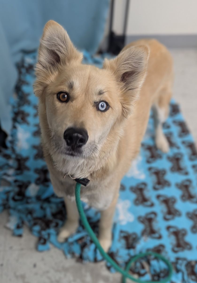 A164024 Betty Davis, Available for Adoption
