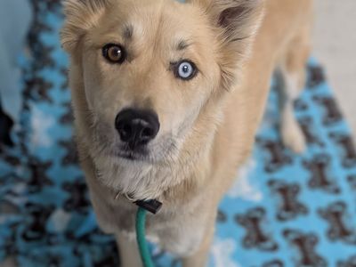 A164024 Betty Davis, Available for Adoption