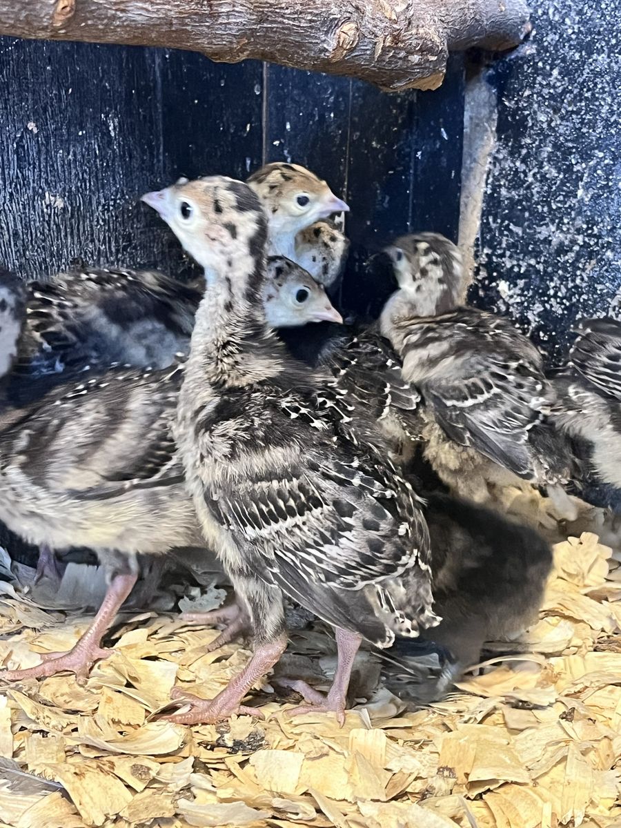 Turkey poults