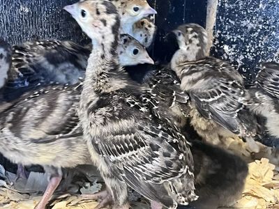 Turkey poults