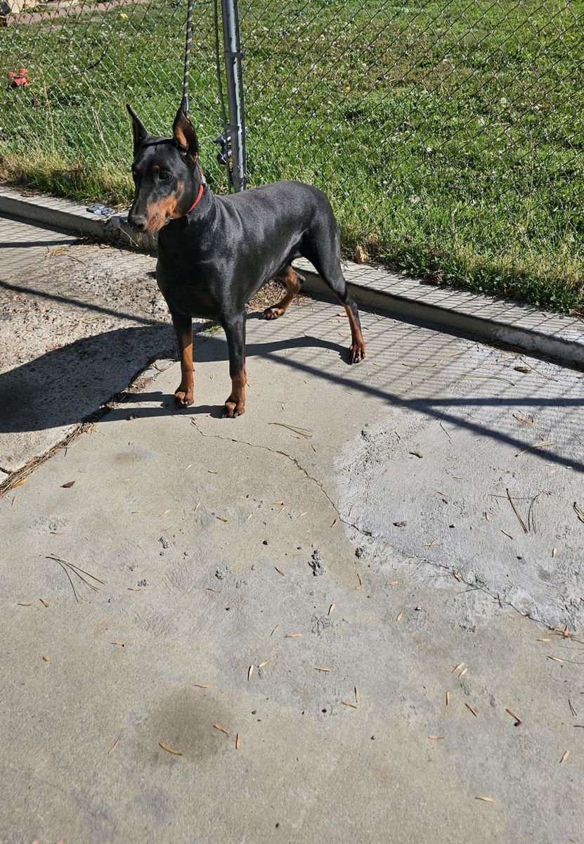 AKC Registered Doberman Puppies - AVAILABLE NOW!