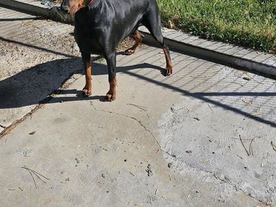AKC Registered Doberman Puppies - AVAILABLE NOW!
