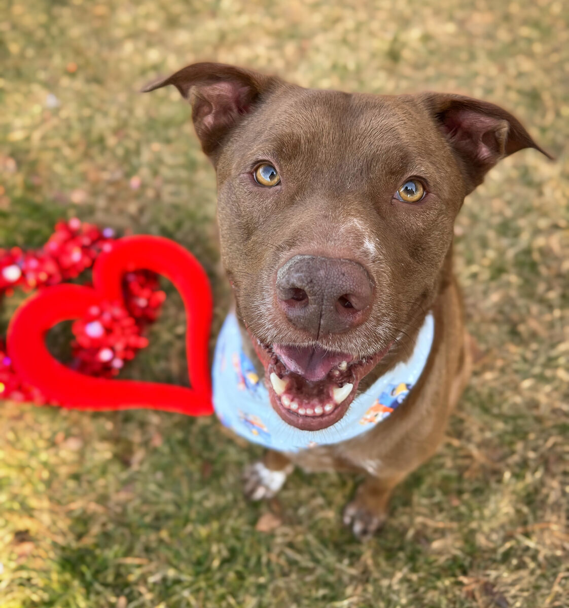 Enzo Need A Home! Brigham City Animal Shelter!