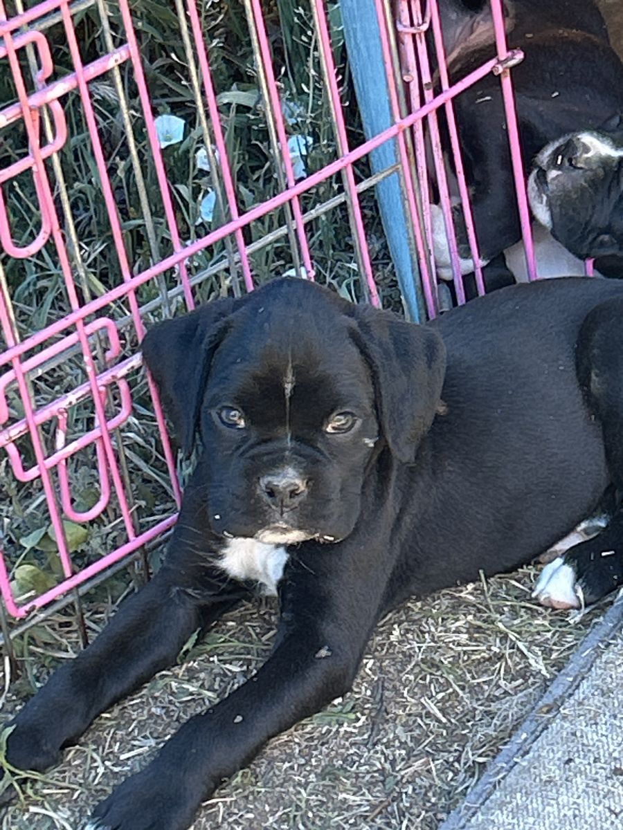 AKC BOXER PUPS
