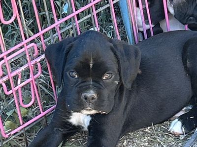 AKC BOXER PUPS