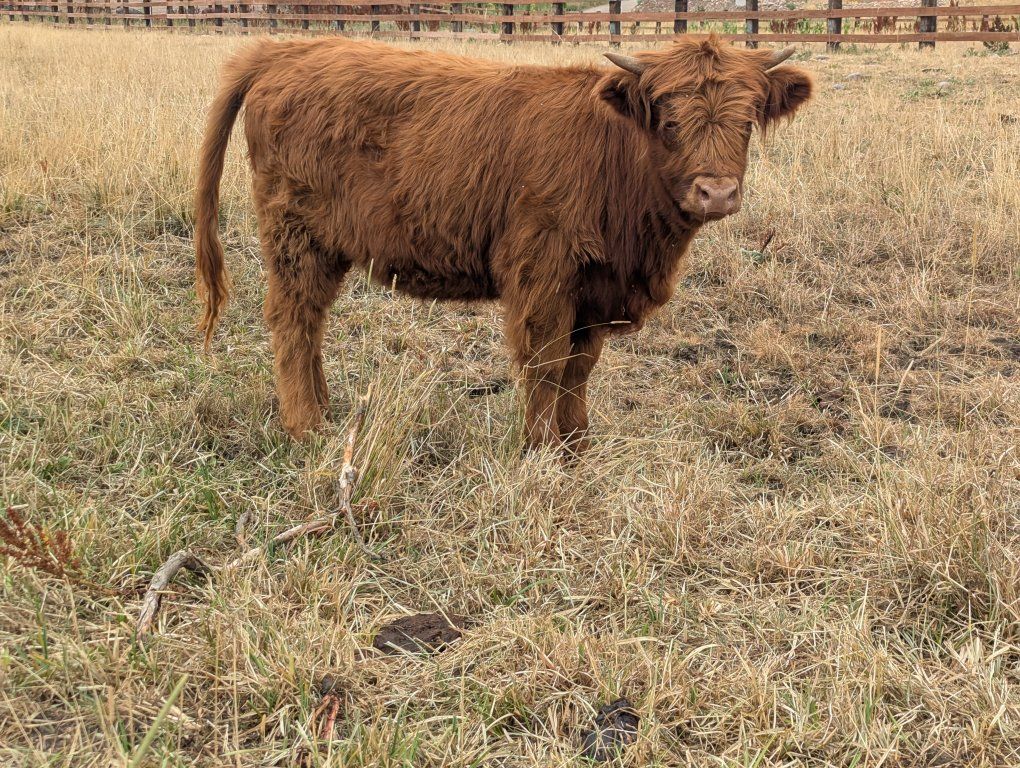 2 Year old Highland heifers