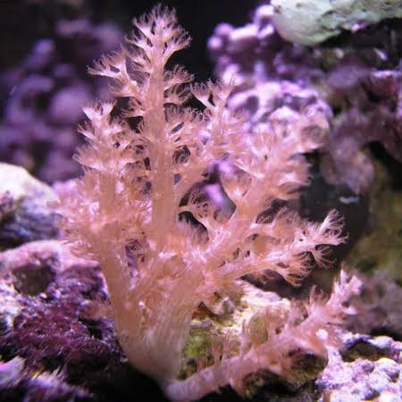 Live Saltwater Coral Frag – Kenya Tree Coral (Capnella)