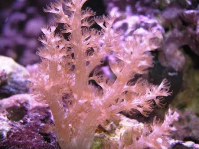 Live Saltwater Coral Frag – Kenya Tree Coral (Capnella)