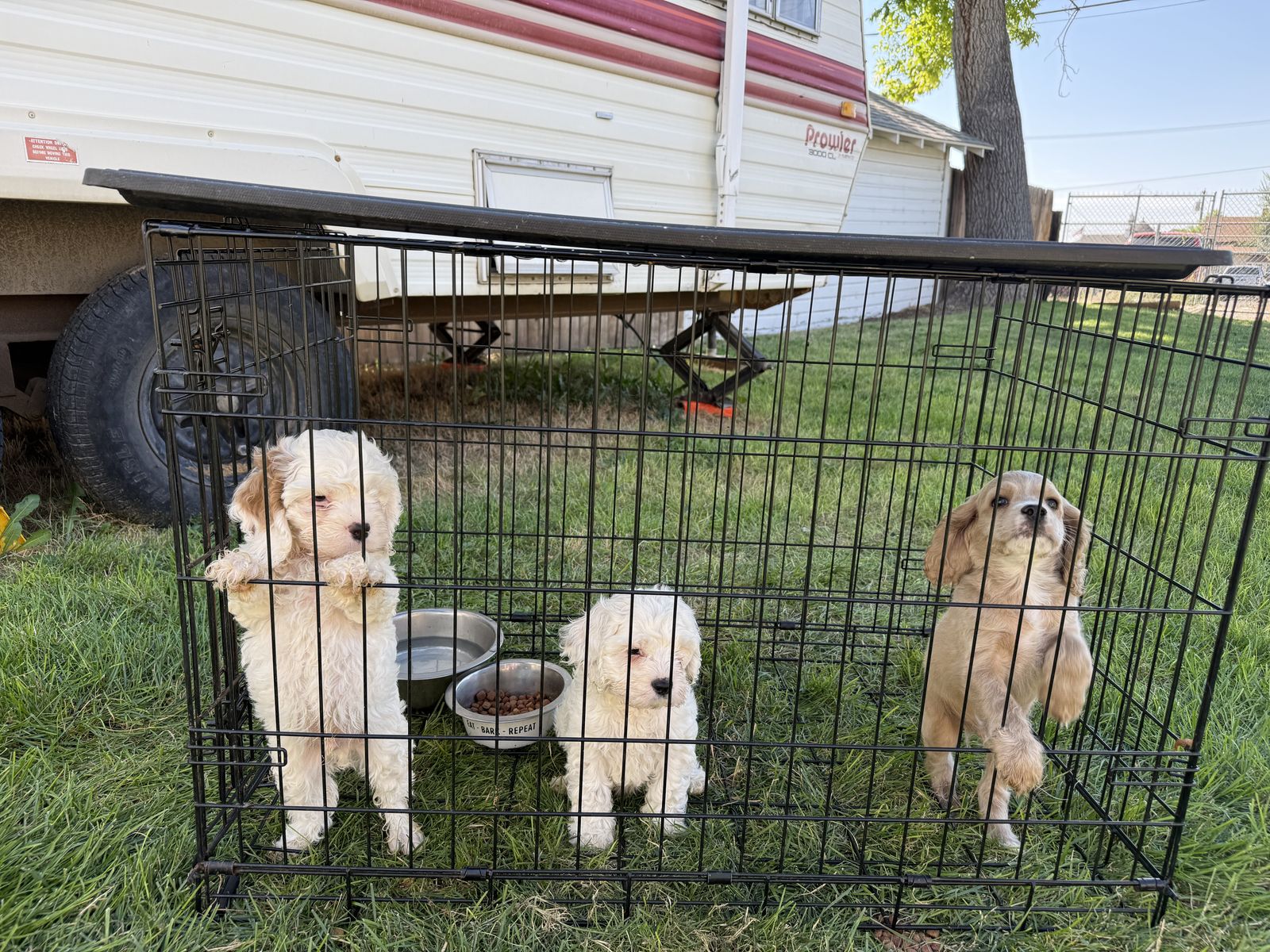 Adorable Fluffy Cockapoo Puppies for Sale