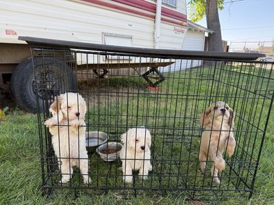 Adorable Fluffy Cockapoo Puppies for Sale