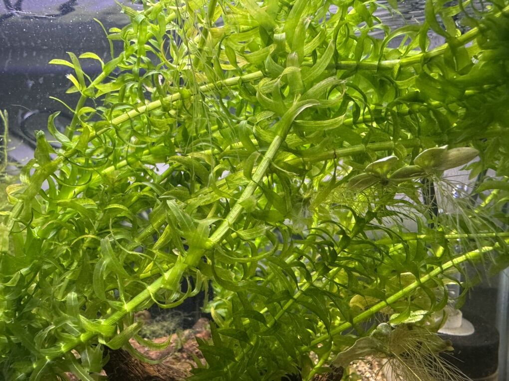 Stem Aquarium Plant