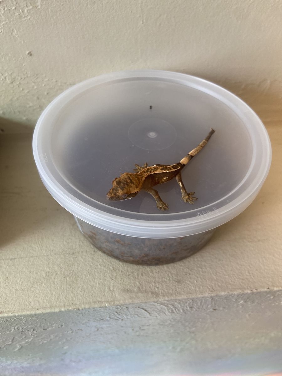 Baby crested geckoS