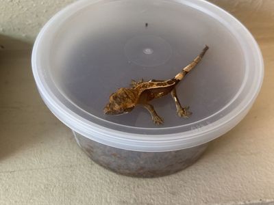 Baby crested geckoS
